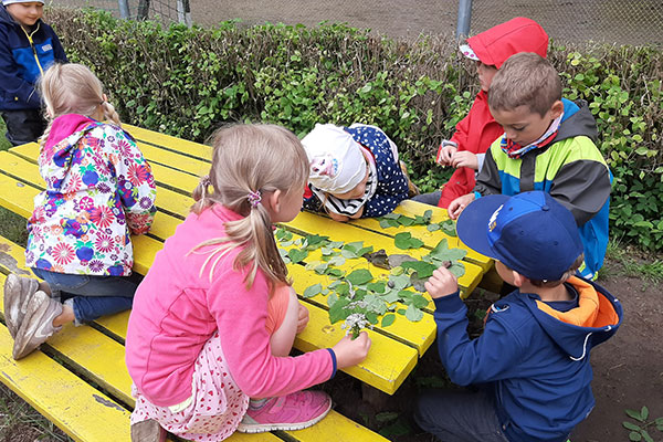 Kinder untersuchen Blätter der Bäume in der Kita im Heuweg