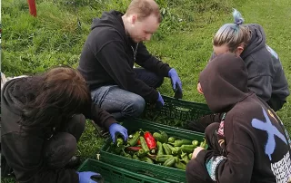 Tagesgruppe Adoleszenz -Teilnehmenden ernten Gemüse bei der Solawi Stralsund